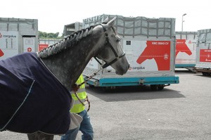 Cargolux Airlines fly horses to Canada